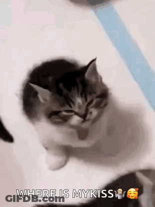 Kitten Asking Where Is My Kiss GIF