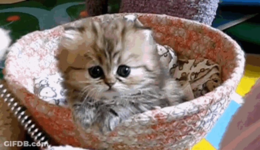 Kitten Basket Paw Lick GIF