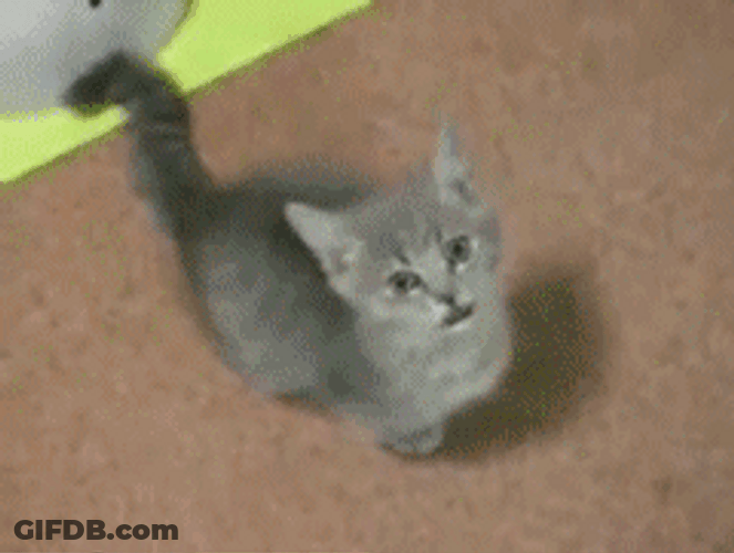 Kitten Begging Please GIF
