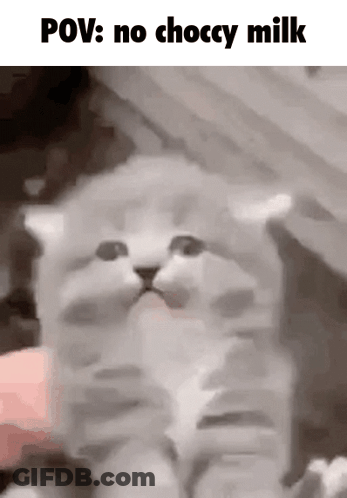 Kitten Being Petted Looking At Camera Meme GIF