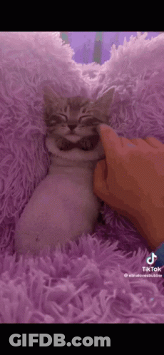 Kitten Being Petted On Purple Blanket GIF