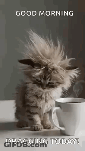 Kitten Beside Coffee Cup GIF