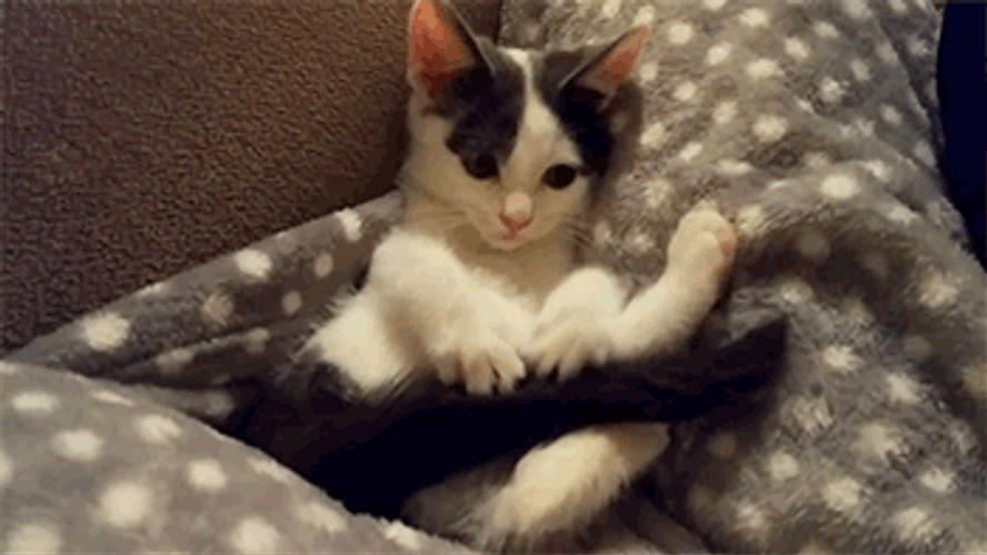 Kitten Biting Tail GIF