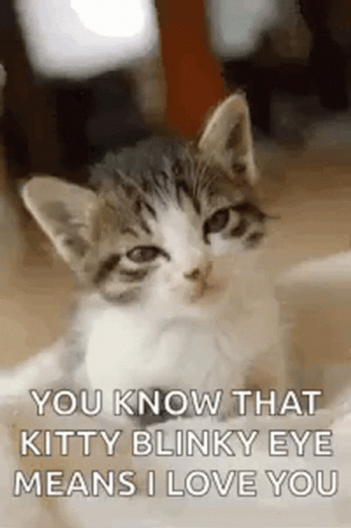 Kitten Blinky Eyes GIF