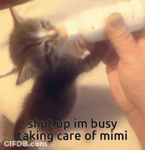 Kitten Bottle Fed Shut Up Im Busy Taking Care Of Mimi GIF