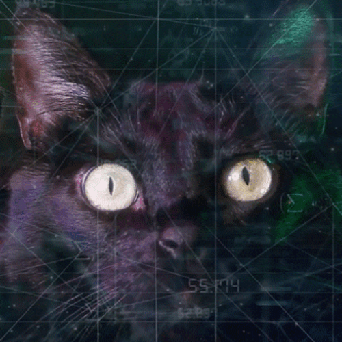Kitten Calculating Mentally GIF