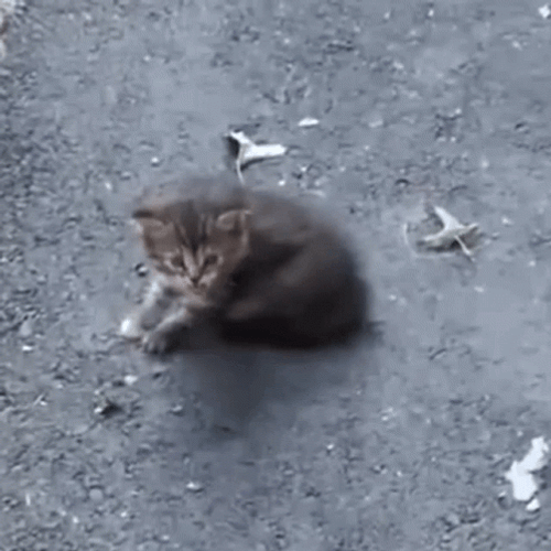 Kitten Cat Hissing GIF