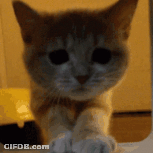 Kitten Cat Jumping GIF