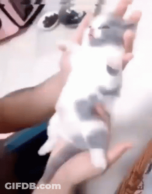 Kitten Cat Vibing GIF