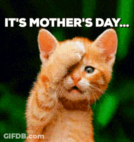 Kitten Covering Face For Mothers Day GIF