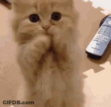 Kitten Covering Mouth Next To Remote GIF