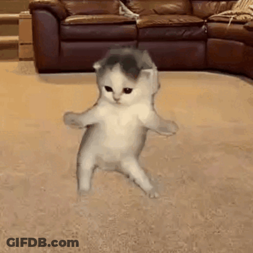 Kitten Dancing In Front Of Brown Couch GIF