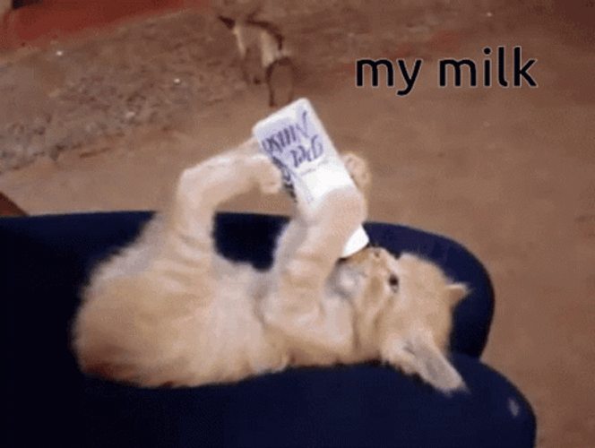 Kitten Drinking Milk Like Baby GIF