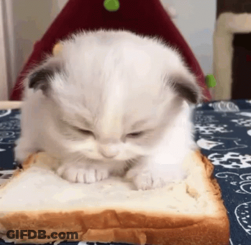 Kitten Eating Bread With Butter GIF