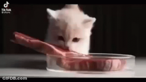 Kitten Eating Meat From Glass Dish GIF