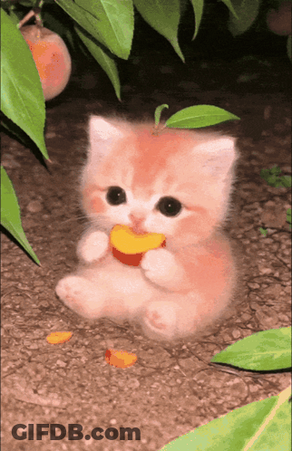 Kitten Eating Peach From Tree GIF