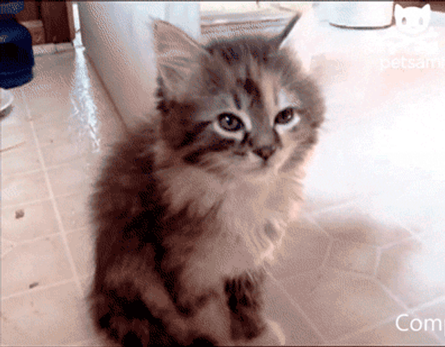 Kitten Falling Asleep GIF