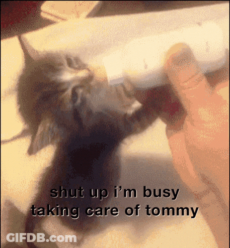 Kitten Fed From Bottle With Shut Up I'm Busy Taking Care Of Tommy GIF