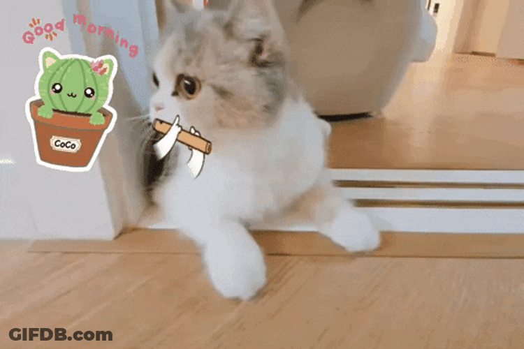 Kitten Funny Animal GIF