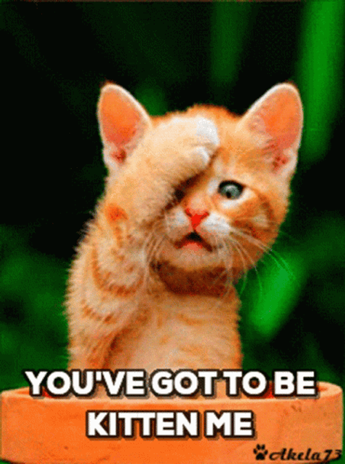 Kitten Funny Facepalm GIF