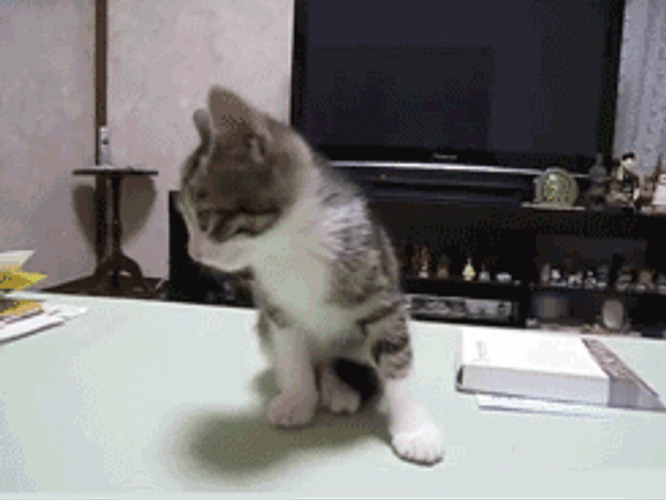 Kitten Getting Scared GIF