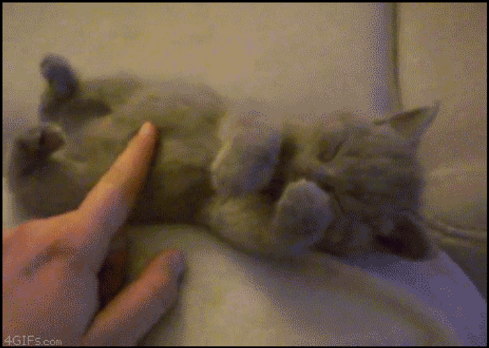 Kitten Getting Shy GIF
