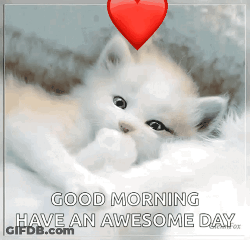 Kitten Good Morning Have Awesome Day GIF