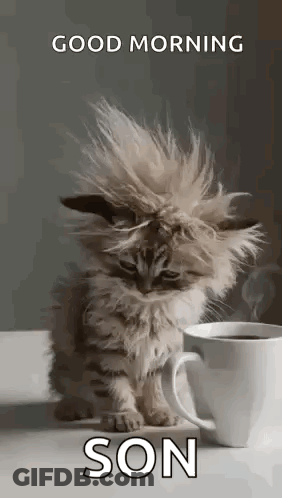 Kitten Hair Blowing In Wind Next To Coffee Cup GIF