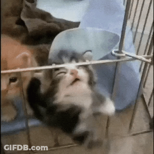 Kitten Hanging Upside Down In Cage With Rope GIF