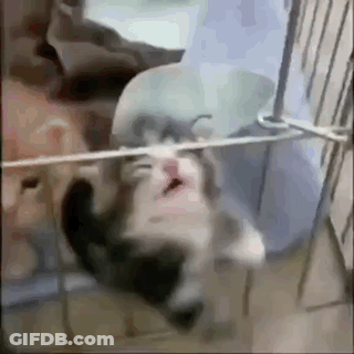 Kitten Hanging Upside Down On Clothesline GIF