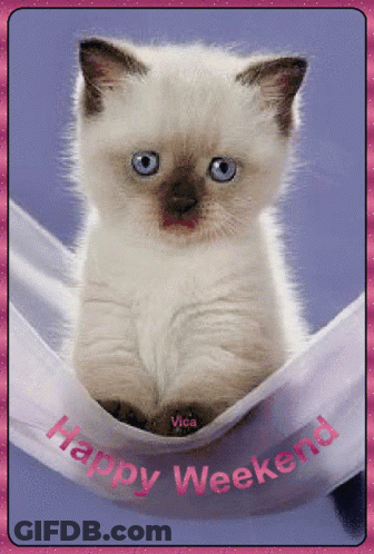 Kitten Happy Weekend GIF