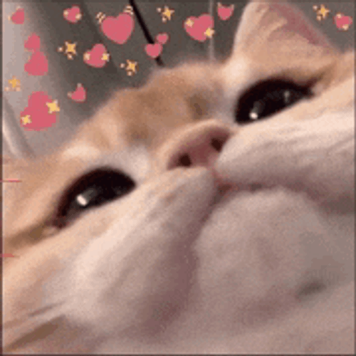 Kitten Hearts Meme GIF