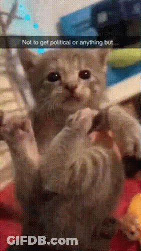 Kitten Held By Person Saying Not To Get Political Or Anything But GIF