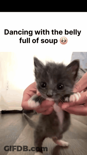 Kitten Held Dancing With Belly Full Of Soup GIF