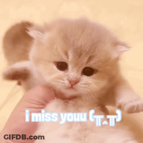 Kitten Held In Hand I Miss Youu T.T GIF