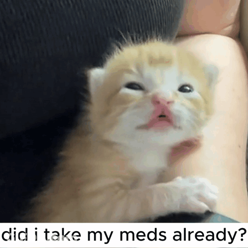 Kitten Held With Caption Did I Take My Meds Already GIF