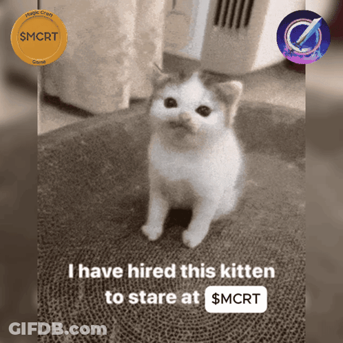 Kitten Hired To Stare At $Mcrt GIF