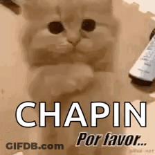 Kitten Holding Bottle Of Chapin Por Favor GIF