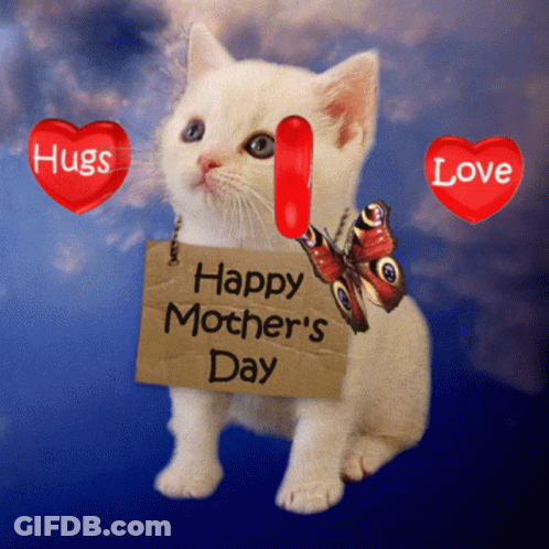Kitten Holding Happy Mothers Day Sign GIF