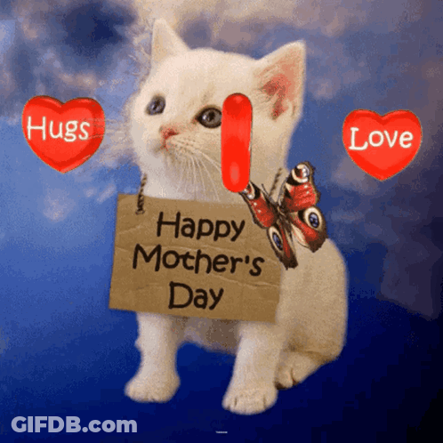 Kitten Holding Happy Mothers Day Sign GIF