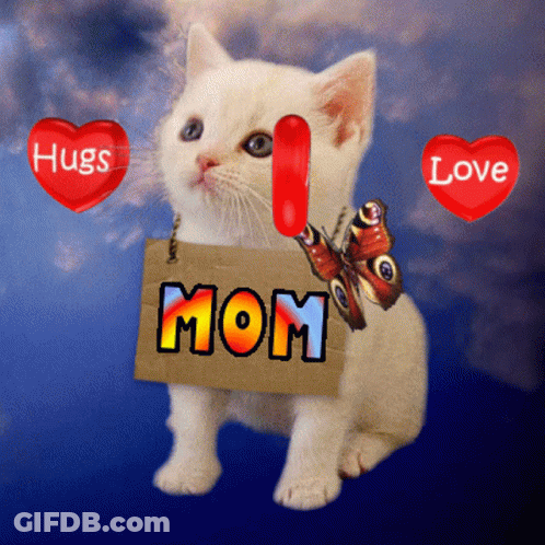Kitten Holding Mom Sign GIF