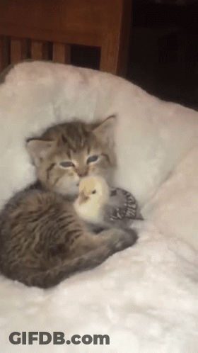 Kitten Holding White Bird On White Blanket GIF
