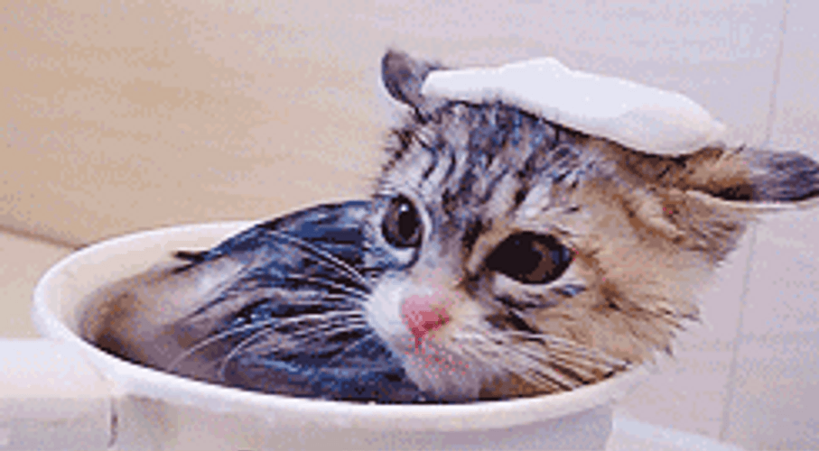 Kitten Hot Bath GIF