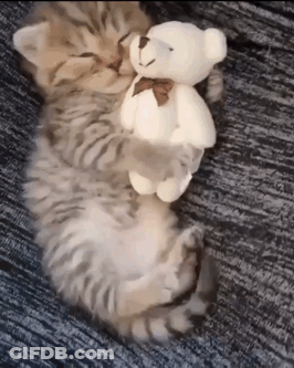 Kitten Hugging Teddy Bear GIF