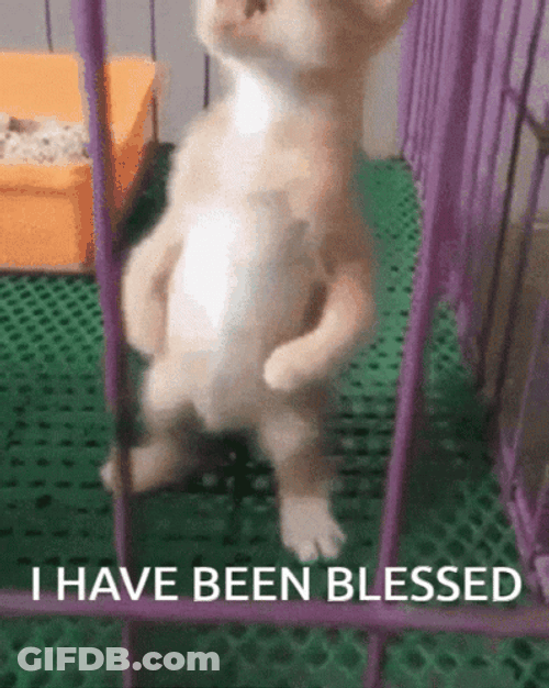 Kitten I Have Been Blessed GIF