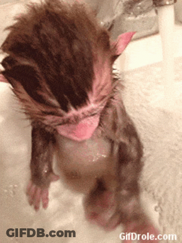Kitten In Bathtub GIF