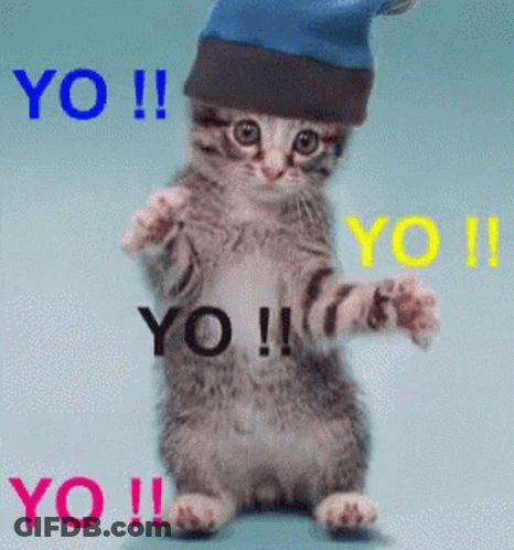 Kitten In Blue Hat Saying Yo GIF