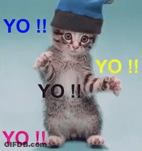 Kitten In Blue Hat Saying Yo GIF