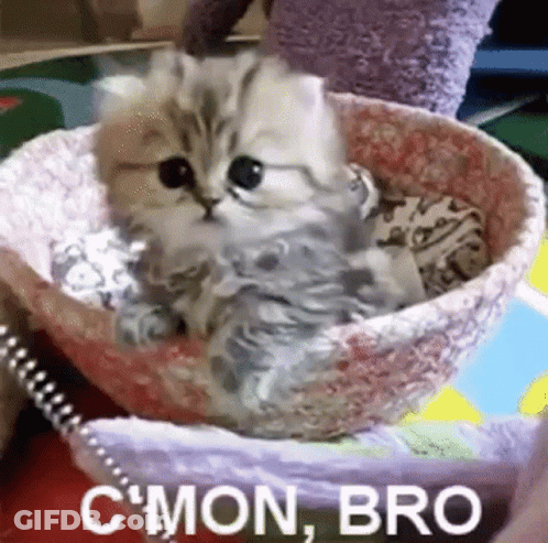 Kitten In Bowl Saying C Mon Bro GIF