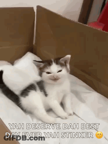 Kitten In Box Saying Yah Deserve Dah Best Day Ever Yah Stinker GIF